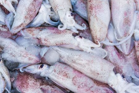 Fresh squid raw material in market, Sea foodの写真素材