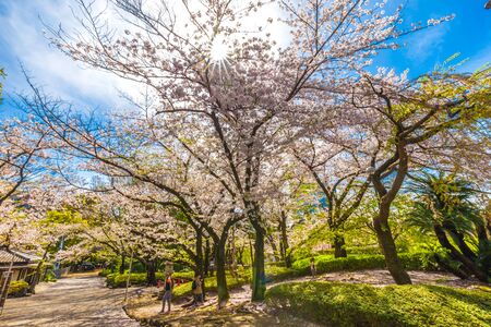 Sakura blossom in garden with pathway, Tokyo Japanのeditorial素材