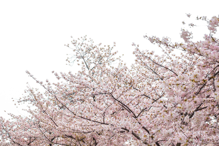Sakura blossom blooming on tree branch on white backgroundの写真素材