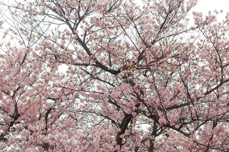 Sakura blossom blooming on tree branch on white backgroundの写真素材