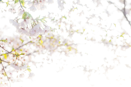 Beautiful sakura flower blooming blossom on white backgroundの写真素材