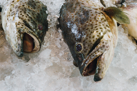 Group of fresh fish for sell in fisherman market, Fishery industry