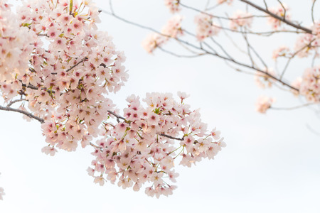 Sakura flower with tree branch on white backgroundの写真素材