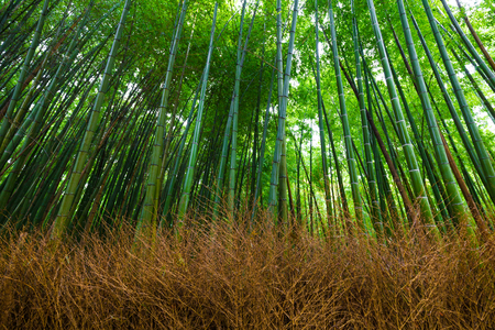 Bamboo grove nature pathway, bamboo forest at Arashiyama, Kyoto, Japanの写真素材