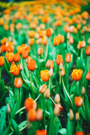 Colourful tulip flower in garden, Natural bouquet sceneの写真素材