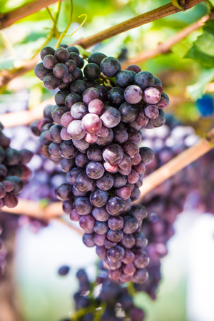 Red wine grape on tree branch, Vineyard industryの写真素材