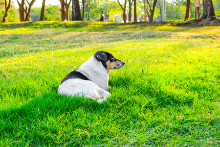 Dog lying in green grass sun light shade at city parkの写真素材