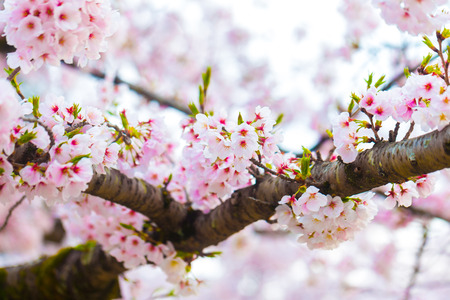 Sakura cherry blossom background dept of field selectived focusの写真素材
