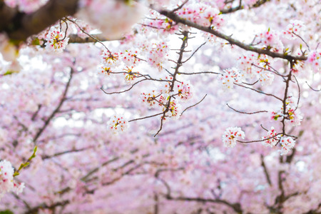 Sakura cherry blossom background dept of field selectived focus