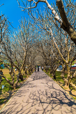 Dry tree branch pathway blue sky nature landscapeのeditorial素材