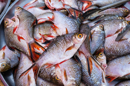 Fresh sea fish in local market, Thailandの写真素材