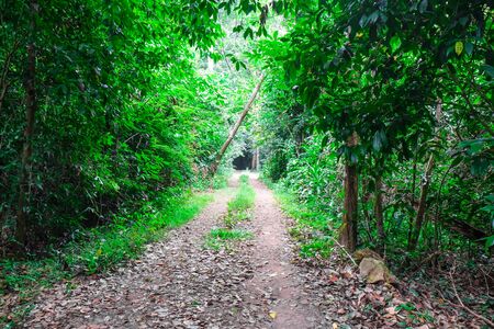 Walkway in green tropical forest nature footpathの写真素材