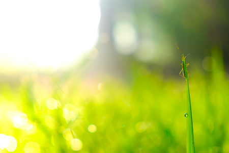Blurred green grass morning sunrise vivid colour