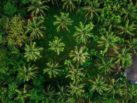Coconut tree park top view green background, Palm treeの写真素材