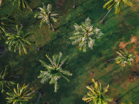 Coconut tree park top view green background, Palm treeの写真素材