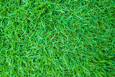 Fress green grass background nature meadow, Green patternの写真素材