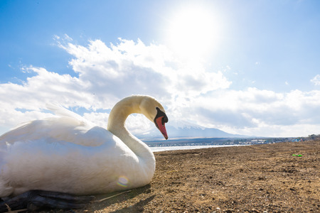 White swan in Yamanakako lake with Fuji mountain in Yamanashi, Japanの写真素材