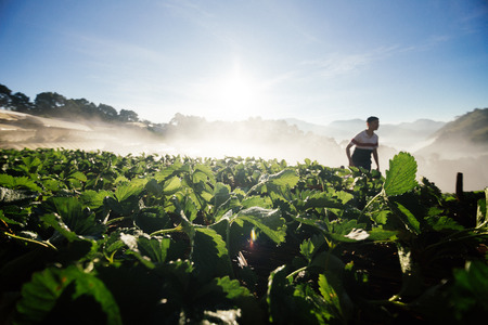 Strawberry field with fog in the morning sunrise on the mountainの写真素材