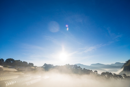 Strawberry field with fog in the morning sunrise on the mountainの写真素材