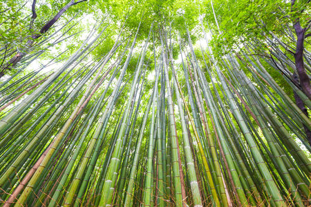 Green bamboo garden row in Arashiyama tradition sightseeing in Kyoto, Japanの写真素材