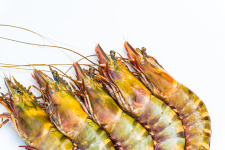 Fresh sea tiger shrimp  isolated on white backgroundの写真素材