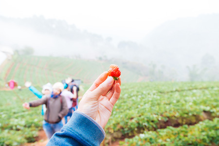 Hand pick fresh strawberry from farm in morningの写真素材