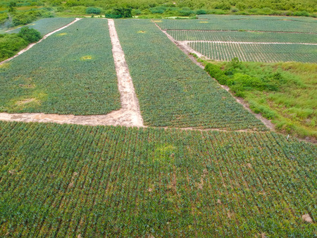 Aerial view pine apple plantation background agriculturalの写真素材