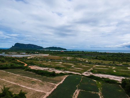 Aerial view pine apple plantation background agriculturalの写真素材