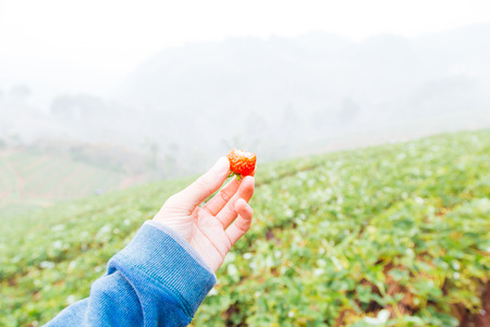Hand pick fresh strawberry from farm in morningの写真素材