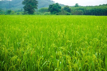 Green rice field in rural with mountain, Agricultural rice plantationの写真素材