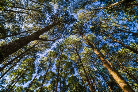 Pine tree forest nature background sunny day blue skyの写真素材
