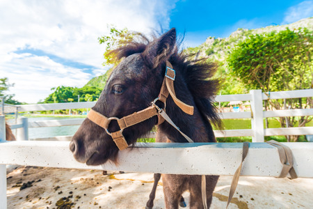 Funny dunkey in green park, Animal zooの写真素材