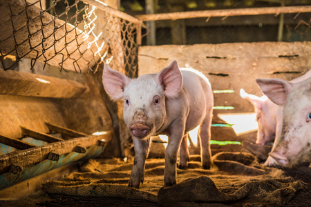 Livestock of traditional pig breeding farm dirty pigの写真素材