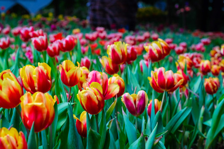 Tulip blooming blossom flower in garden with green leaf, Natural flower backgroundの写真素材
