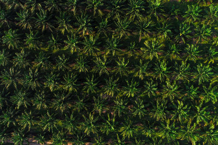 Aerial view of agricultural oil palm tree plantation field in morning with sun lightの写真素材