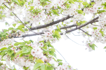 Blooming pink sakura flower on tree brance in autumnの写真素材