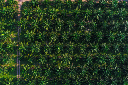Coconut palm tree planttion pattern from aerial view nature backgroundの写真素材