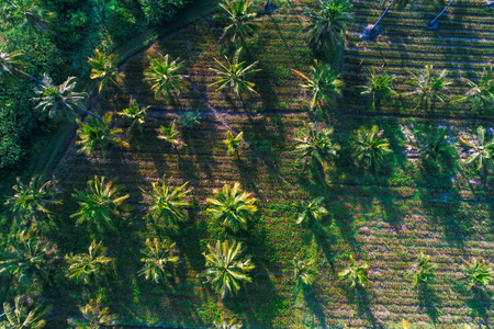 Coconut palm tree planttion pattern from aerial view nature background