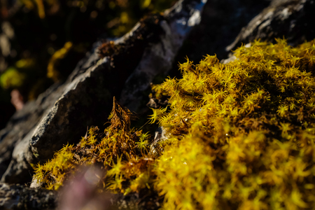 Mos fern plantation close up on deep mountain forest natural objectの写真素材