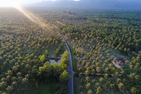Coconut palm tree plantation field with road aerial view agricultural industryの写真素材