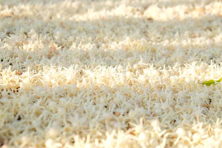 Meranti blossom flower falling on floor Shorea Roxburghii flowerの写真素材