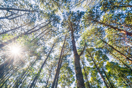Landscape pine tree forest sunny day blue sky nature backgroundの写真素材