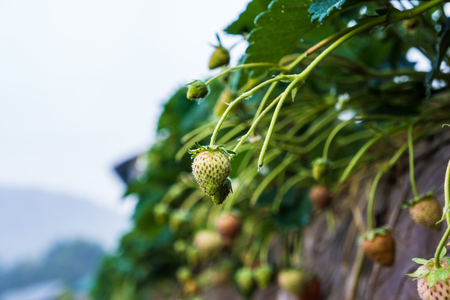 Strawberry plantation farm with fruit in soil row organic foodの写真素材