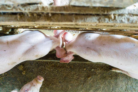 Swine pig traditional organic farm soil floor, Animal industryの写真素材
