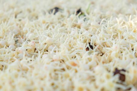 Meranti blossom flower falling on floor Shorea Roxburghii flowerの写真素材