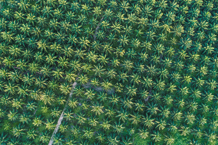 Oil palm plantation field aerial view with sun light green tree patternの写真素材