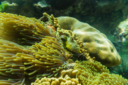 Colorful underwater coral reef tropical Andaman sea Thailandの写真素材