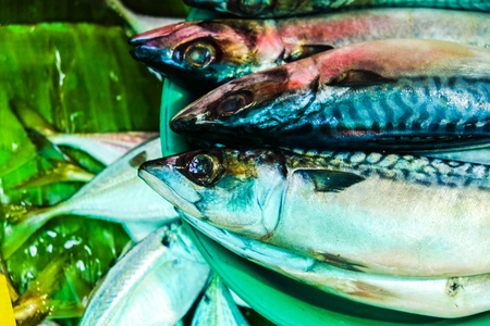 Fresh raw tuna sea fish sell in fishery marketの写真素材