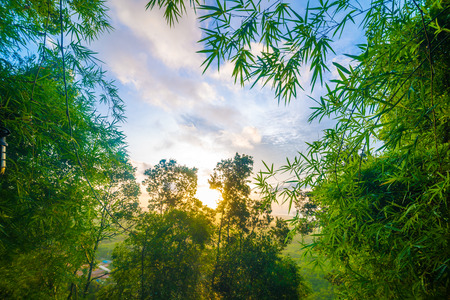 Morning sunrise on green forest mountain nature with fog backgroundの写真素材
