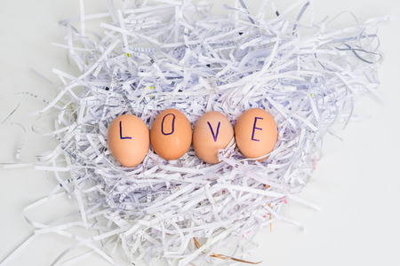 Chicken brown egg in paper supporton white background, Food objectの写真素材